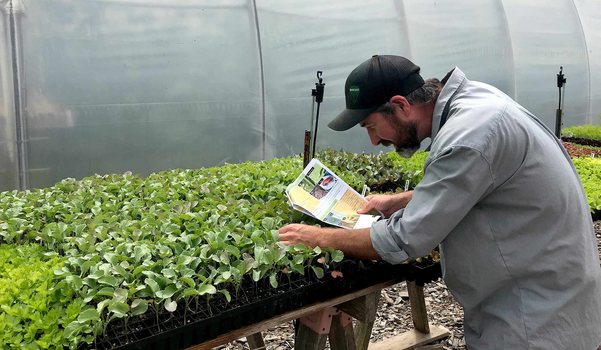 A grower monitors cole crop transplants using an integrated pest management guide developed through a Farm Adaptation Innovator Program project.  
